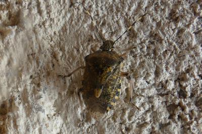 <i>Rhaphigaster nebulosa</i>