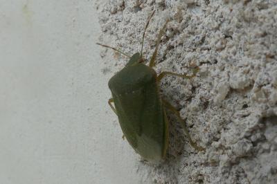 <i>Nezara viridula</i>