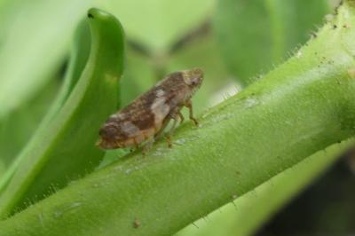 <i>Philaenus spumarius</i>