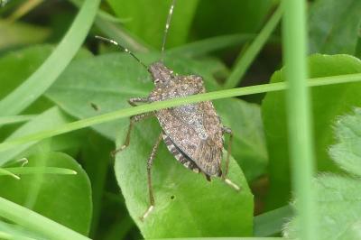 <i>Halyomorpha halys</i>