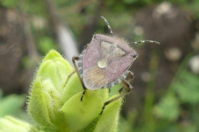 <i>Dolycoris baccarum</i>