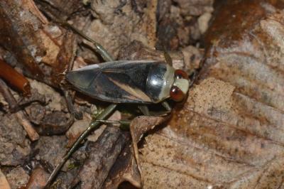 <i>Notonecta obliqua</i>