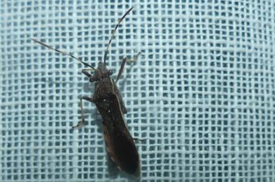 <i>Camptopus lateralis</i>