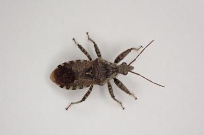 <i>Coranus griseus</i>