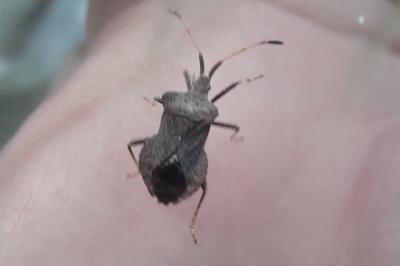 <i>Coreus marginatus</i>