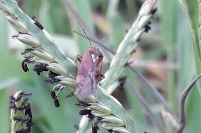 <i>Lygus pratensis</i>