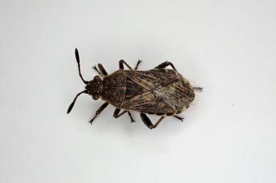 <i>Stictopleurus punctatonervosus</i>