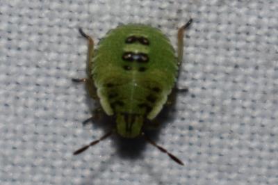 <i>Palomena prasina</i>