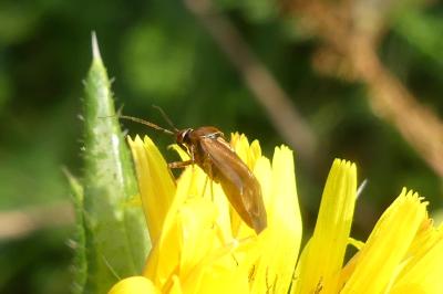 <i>Lygus pratensis</i>
