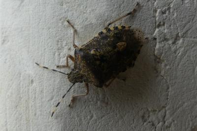 <i>Rhaphigaster nebulosa</i>
