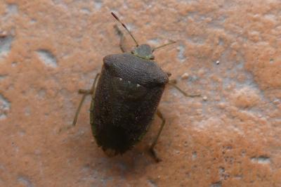 <i>Nezara viridula</i>