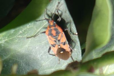 <i>Spilostethus pandurus</i>