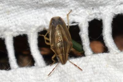 <i>Aelia acuminata</i>