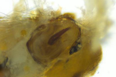 <i>Nabis pseudoferus</i>