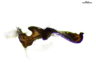 <i>Nabis pseudoferus</i>