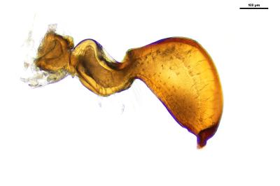 <i>Nabis pseudoferus</i>