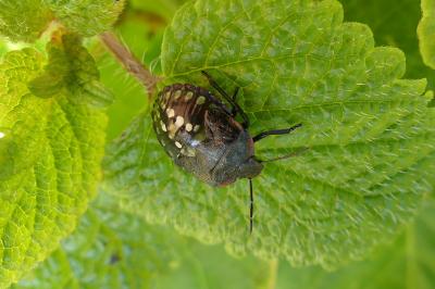<i>Nezara viridula</i>