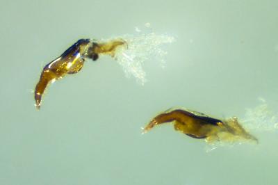 <i>Stenocranus major</i>
