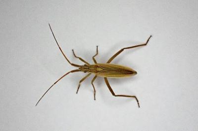 <i>Notostira</i>