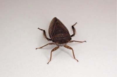 <i>Aphrodes</i>