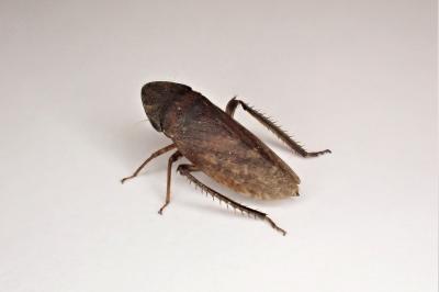 <i>Aphrodes</i>