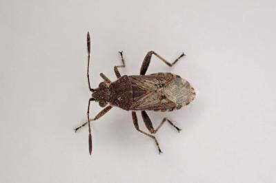 Stictopleurus punctatonervosus