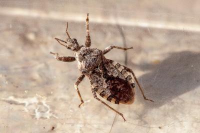 <i>Coranus griseus</i>