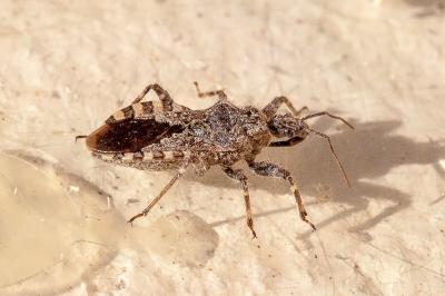<i>Coranus griseus</i>