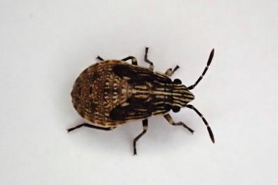 <i>Nysius</i>