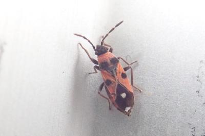 <i>Horvathiolus superbus</i>