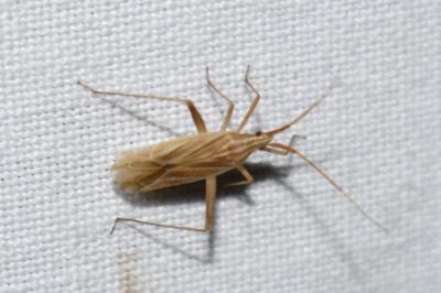 <i>Miridius quadrivirgatus</i>