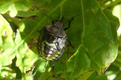 <i>Nezara viridula</i>
