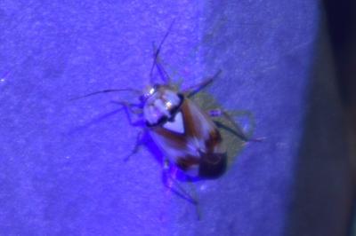 <i>Lygus pratensis</i>