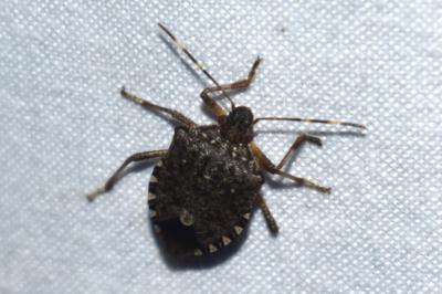 <i>Halyomorpha halys</i>