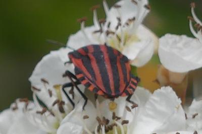 <i>Graphosoma italicum</i>