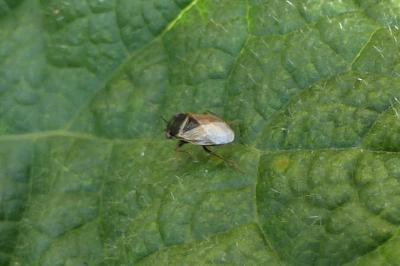<i>Geocoris megacephalus</i>