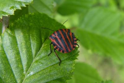 <i>Graphosoma italicum</i>