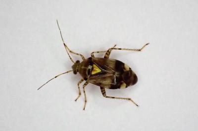 <i>Liocoris tripustulatus</i>