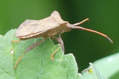 <i>Coreus marginatus</i>