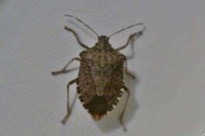 <i>Halyomorpha halys</i>