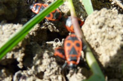 <i>Pyrrhocoris apterus</i>