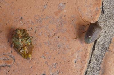 <i>Nezara viridula</i>
