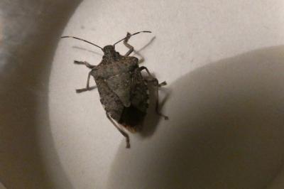 <i>Halyomorpha halys</i>