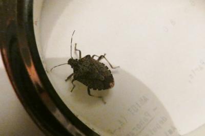 <i>Halyomorpha halys</i>