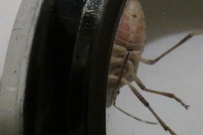 <i>Halyomorpha halys</i>