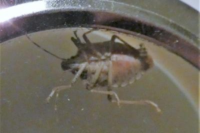 <i>Halyomorpha halys</i>