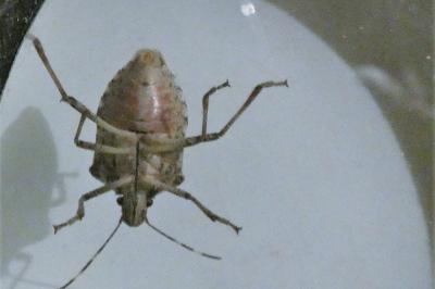<i>Halyomorpha halys</i>