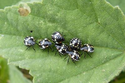 <i>Nezara viridula</i>
