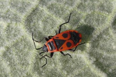 <i>Pyrrhocoris apterus</i>