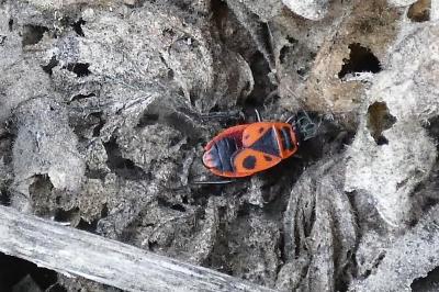 <i>Pyrrhocoris apterus</i>